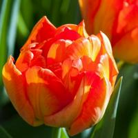 Orange Tulip