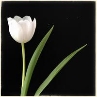 White Tulip