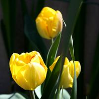 Yellow Tulip