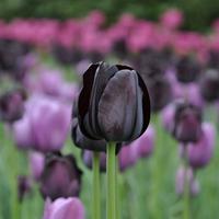 Black Tulip