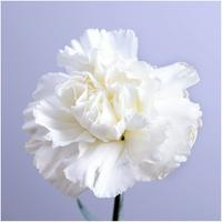 White Carnation