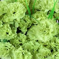 Green Carnation