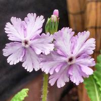 Japanese Primrose
