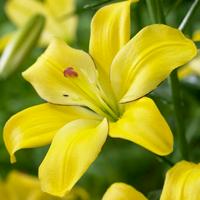 Yellow Lily