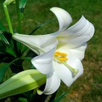 Trumpet Lily