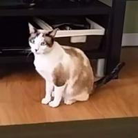 Isabel