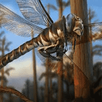 Giant Dragonfly