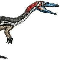 Coelophysis