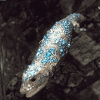 Crystal Lizard