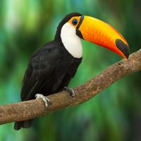 Toucan