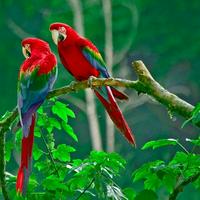 Macaw