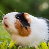 Guinea Pig