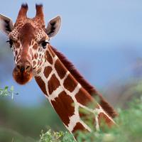 Giraffe