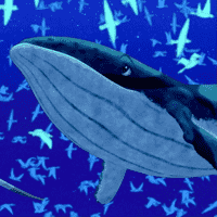 Baby Whale