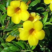 Allamanda cathartica