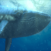 Blue Whale