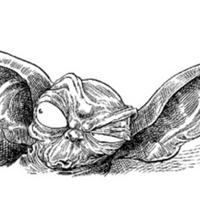 Forficule