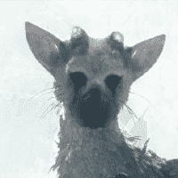 Trico