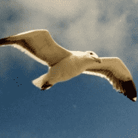 Jonathan Livingston Seagull (Juan Salvador Gaviota)