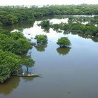 Wetland