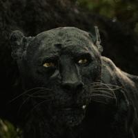 Bagheera