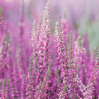 Calluna (Heather)