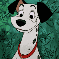 Pongo