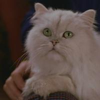 Snowbell