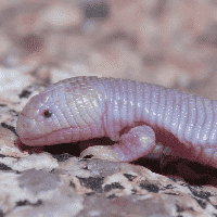 Worm Lizard