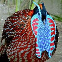 Tragopan