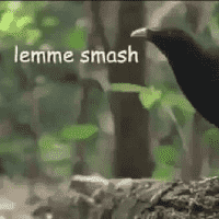 Lemme Smash