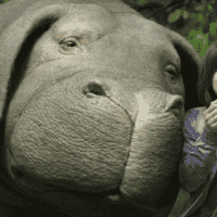 Okja